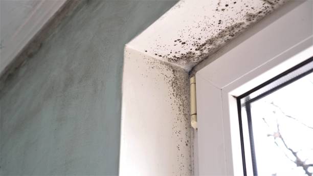 Best Mold Damage Repair  in Redwood, TX