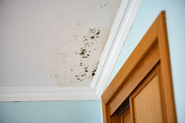 Best Commercial Mold Removal  in Redwood, TX
