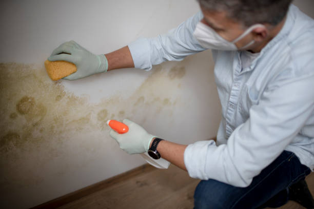 Best Affordable Mold Removal  in Redwood, TX
