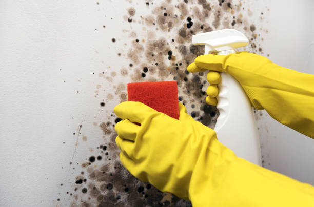 Crawl Space Mold Removal in Redwood, TX