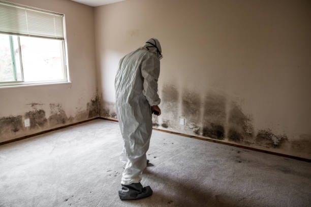 Best Mold Removal Near Me  in Redwood, TX