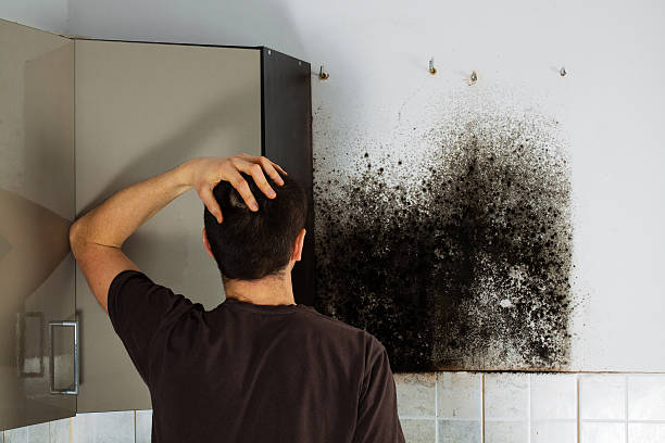 Best Toxic Mold Removal  in Redwood, TX