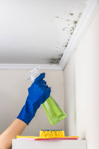 Best Local Mold Removal Service  in Redwood, TX